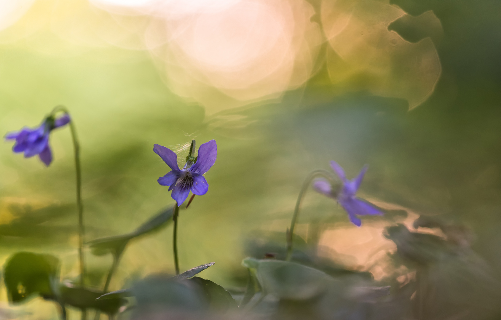 __abend im wald__