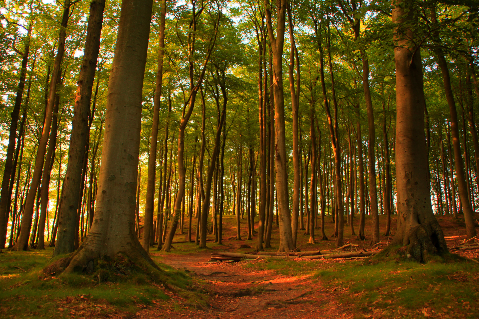 Abend im Wald