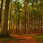 Abend im Wald