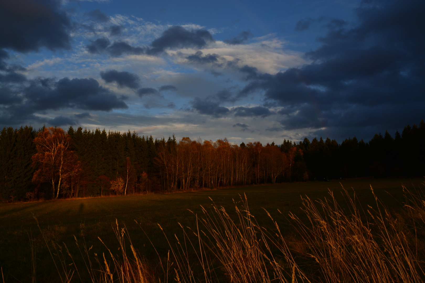 Abend im Wald