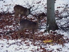 Abend im Wald I