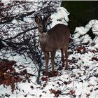 Abend im Wald II