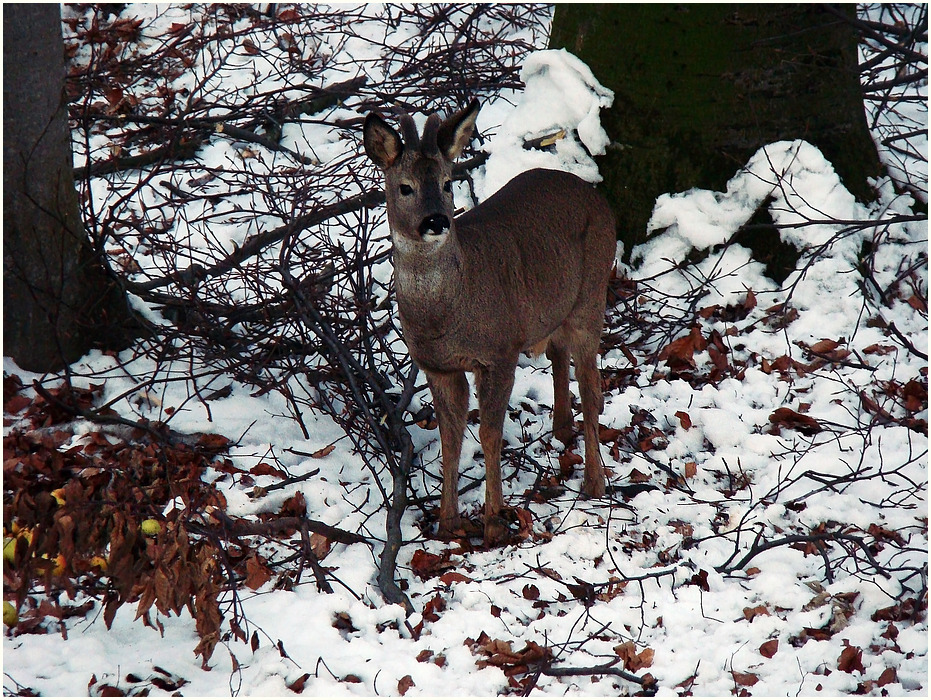 Abend im Wald II