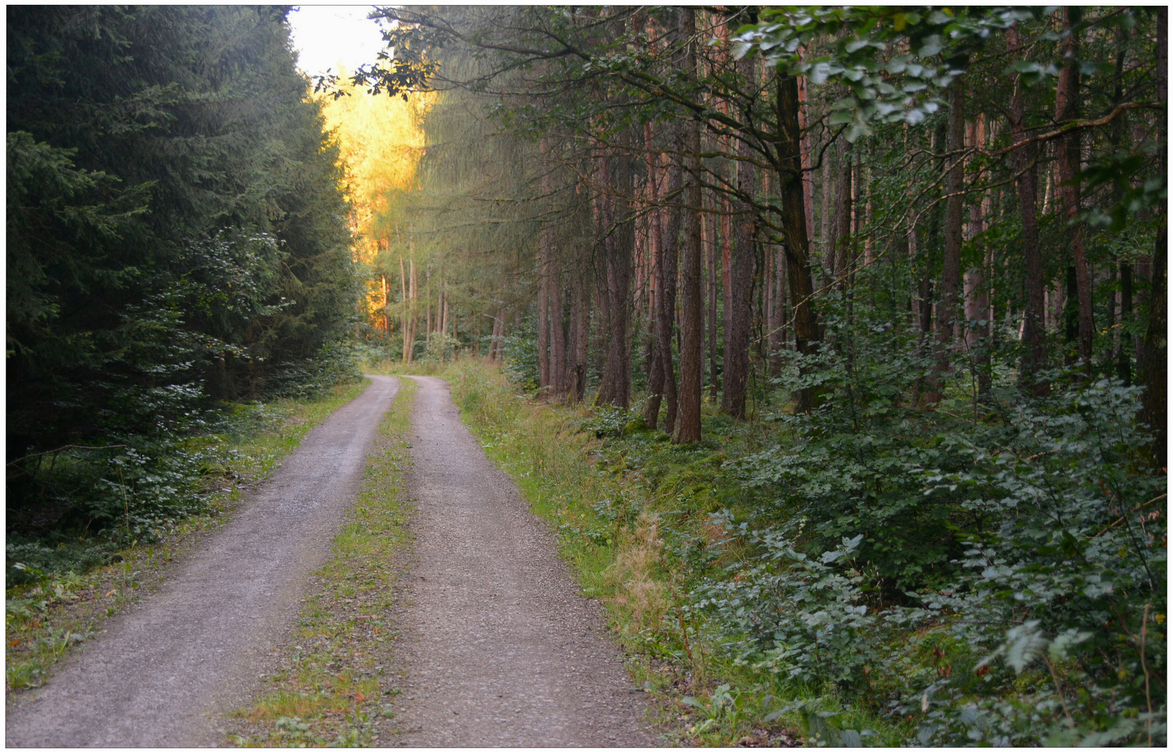 Abend im Wald (por la tarde en el bosque)