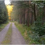 Abend im Wald (por la tarde en el bosque)