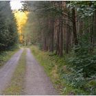 Abend im Wald (por la tarde en el bosque)