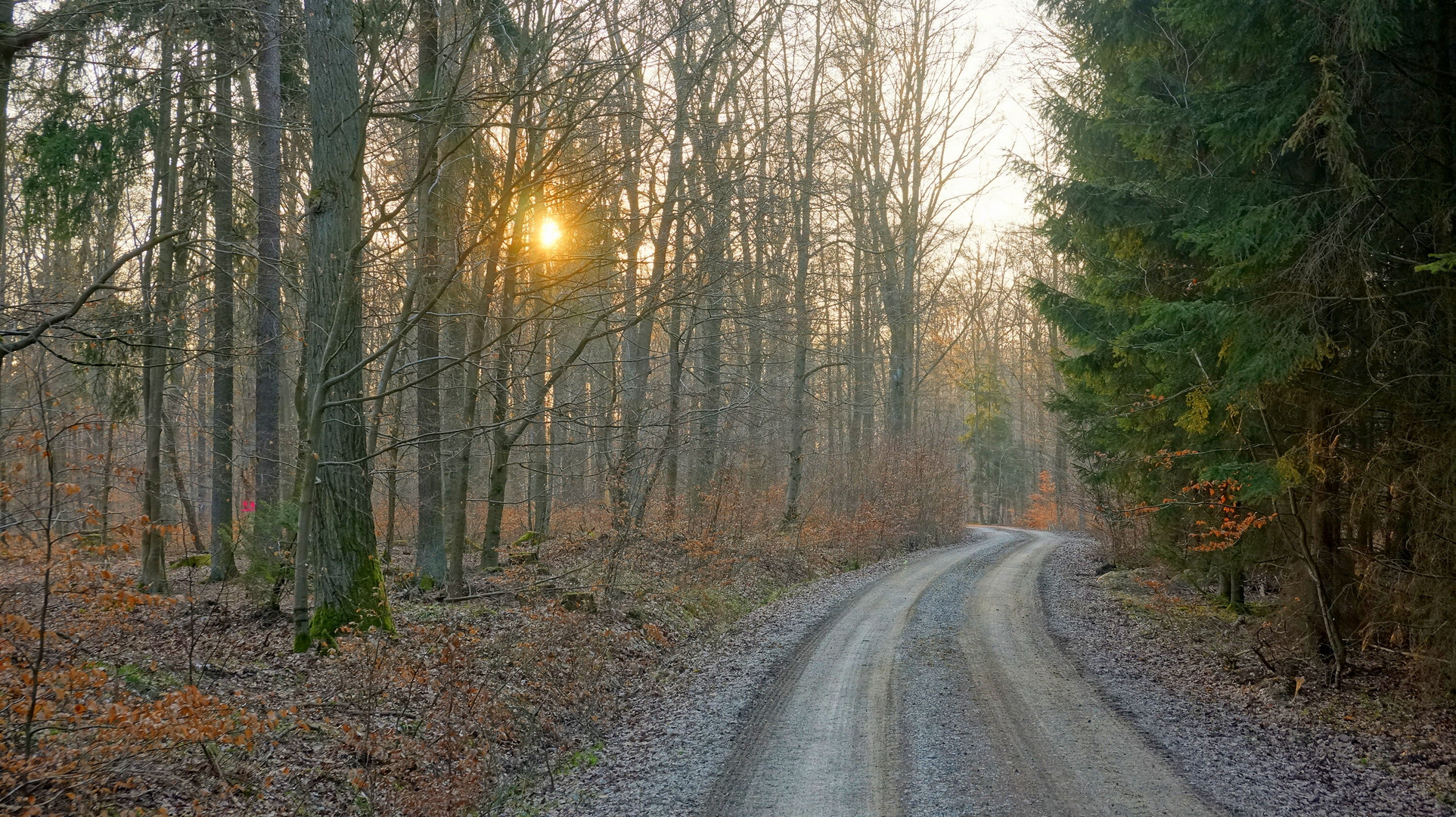 Abend im Wald (por la tarde en el bosque)