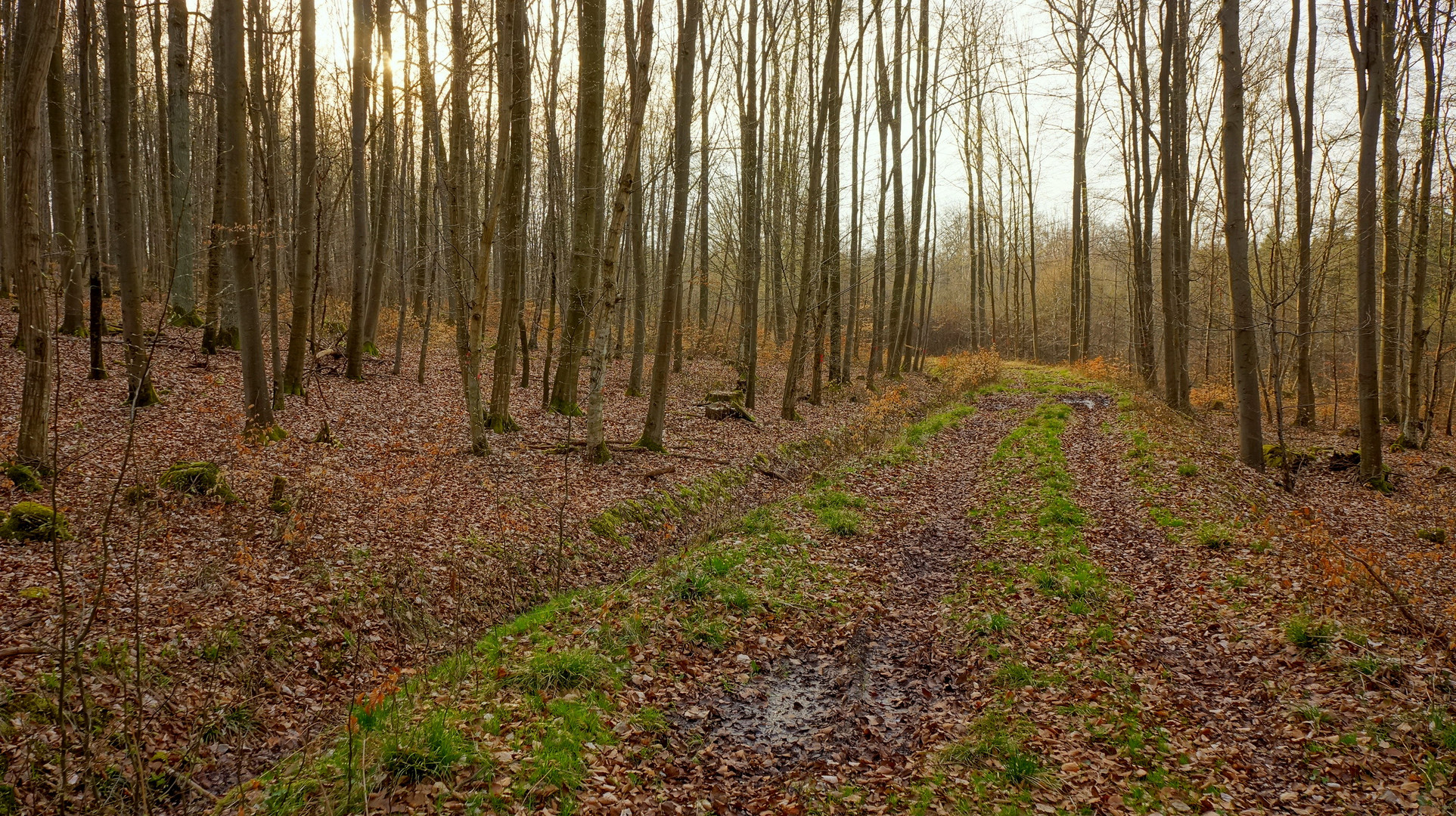 Abend im Wald (por la tarde en el bosque)