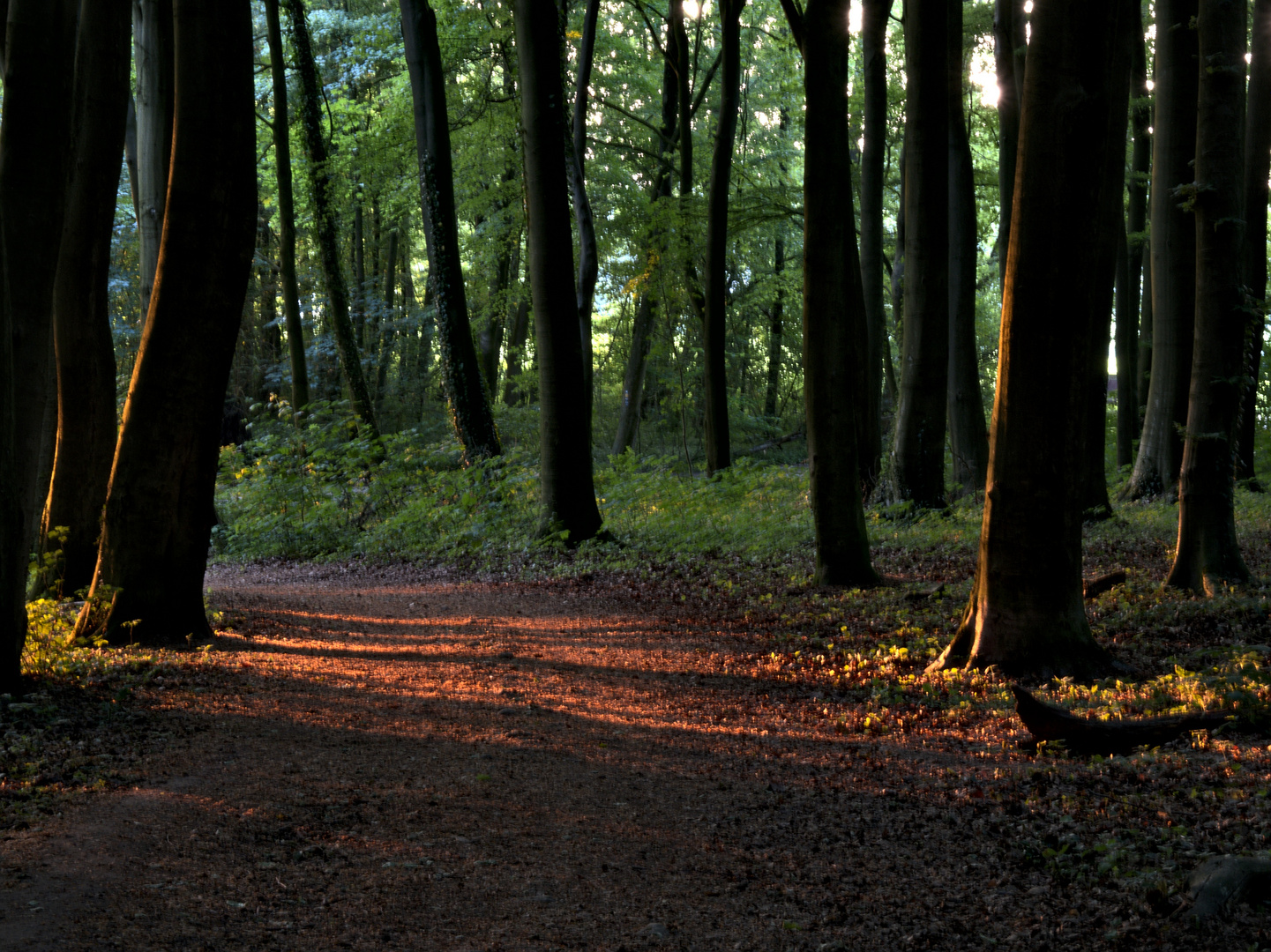 Abend in den Baumbergen