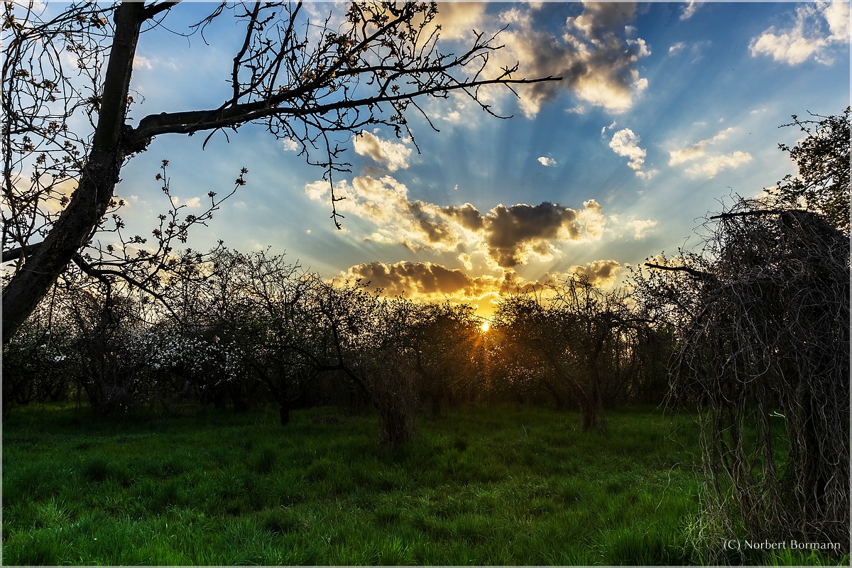 Abend in den Niedermoorwiesen