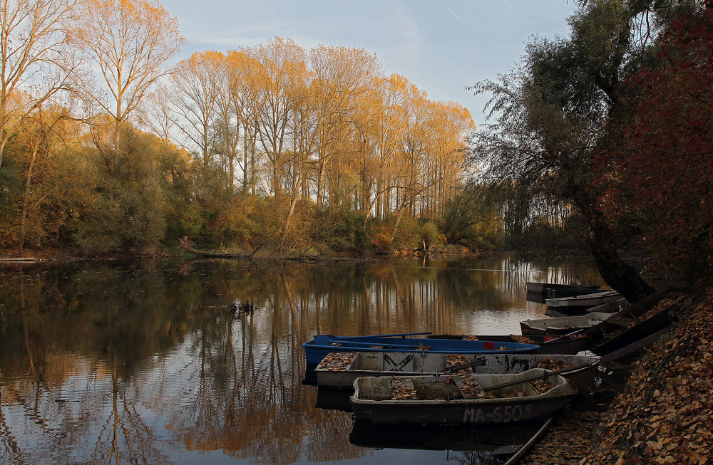 Abend in den Rheinauen