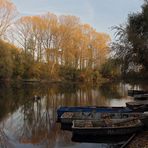 Abend in den Rheinauen