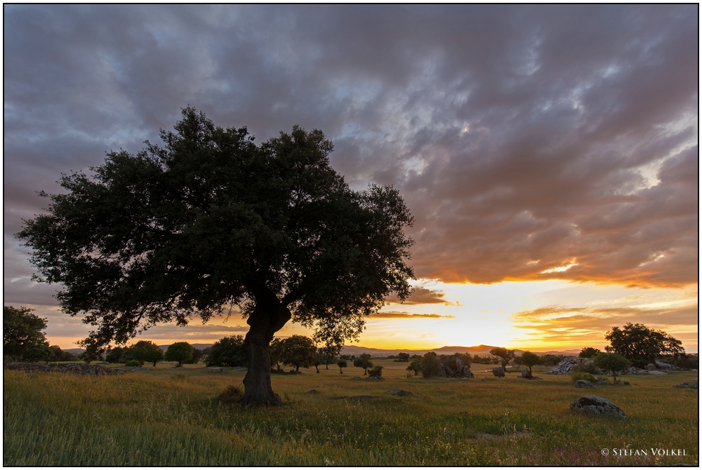 Abend in den Steineichen der Extremadura