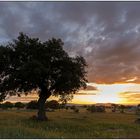 Abend in den Steineichen der Extremadura