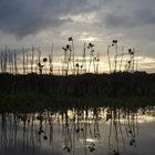 Abend in den Sümpfen