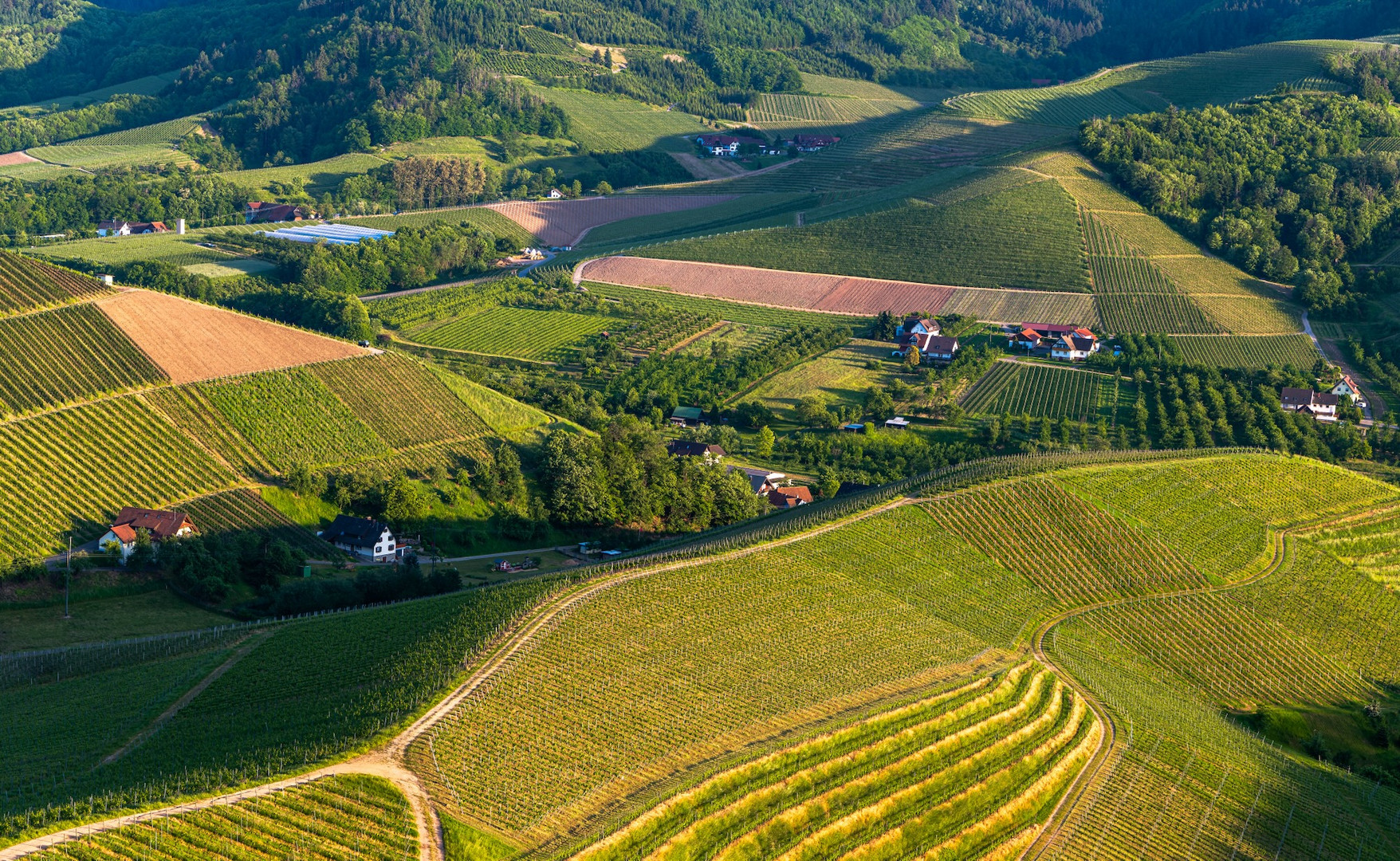 Abend in den Weinbergen.