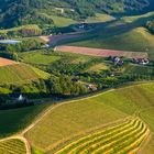 Abend in den Weinbergen.