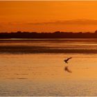 Abend in der Camargue