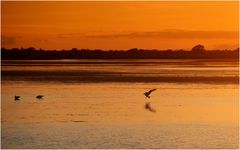 Abend in der Camargue