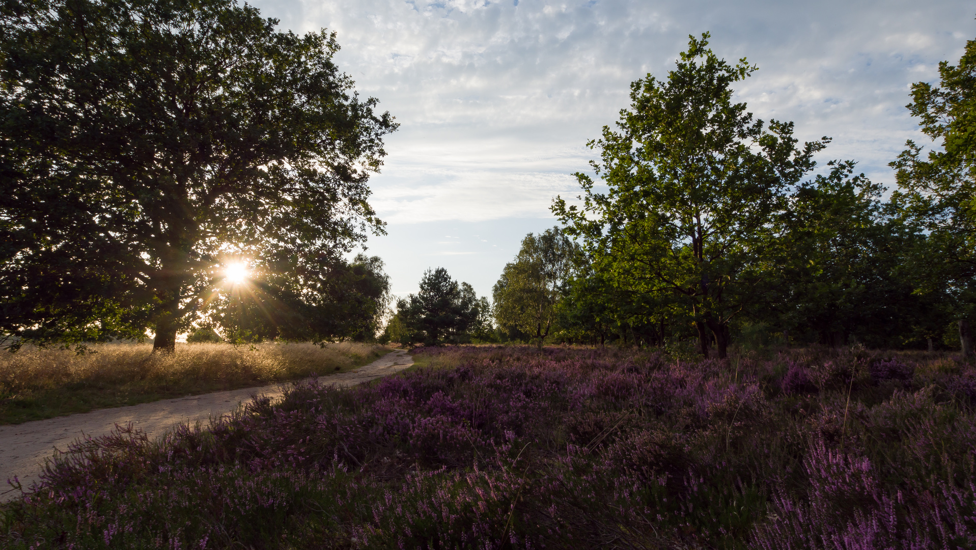 Abend in der Heide