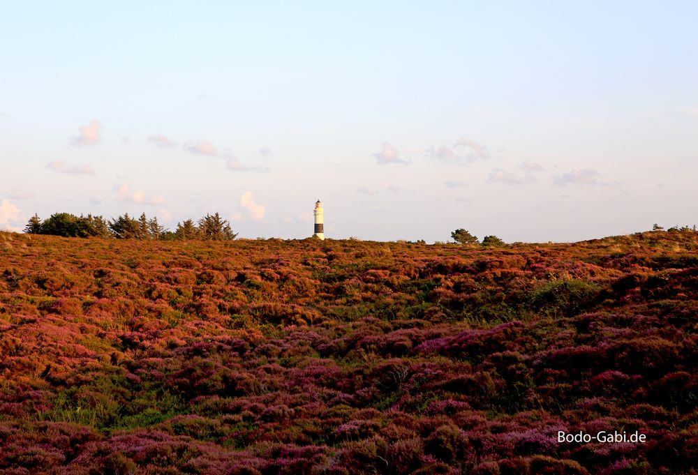 Abend in der Heide