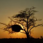 Abend in der Kalahari