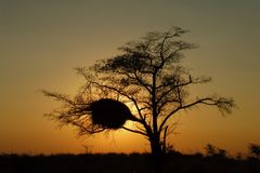 Abend in der Kalahari