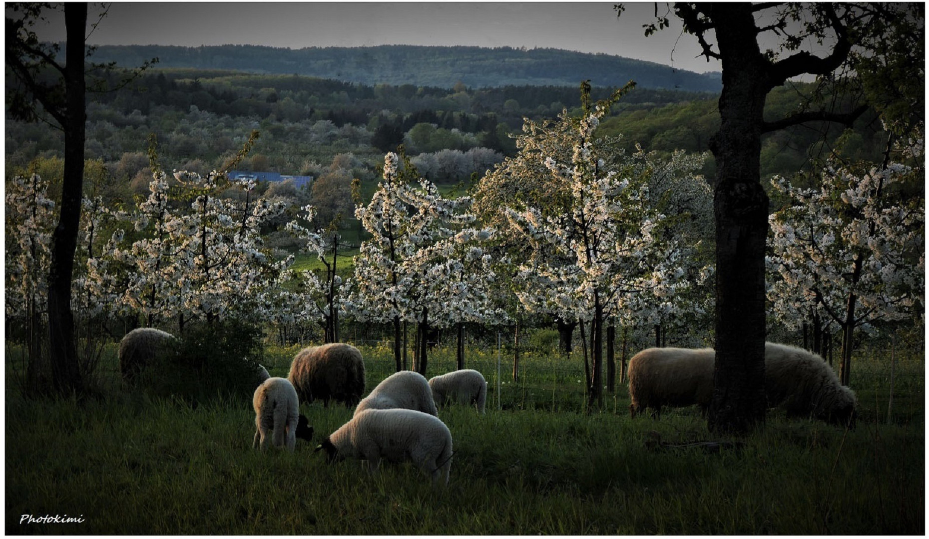 Abend in der Kirschplantage