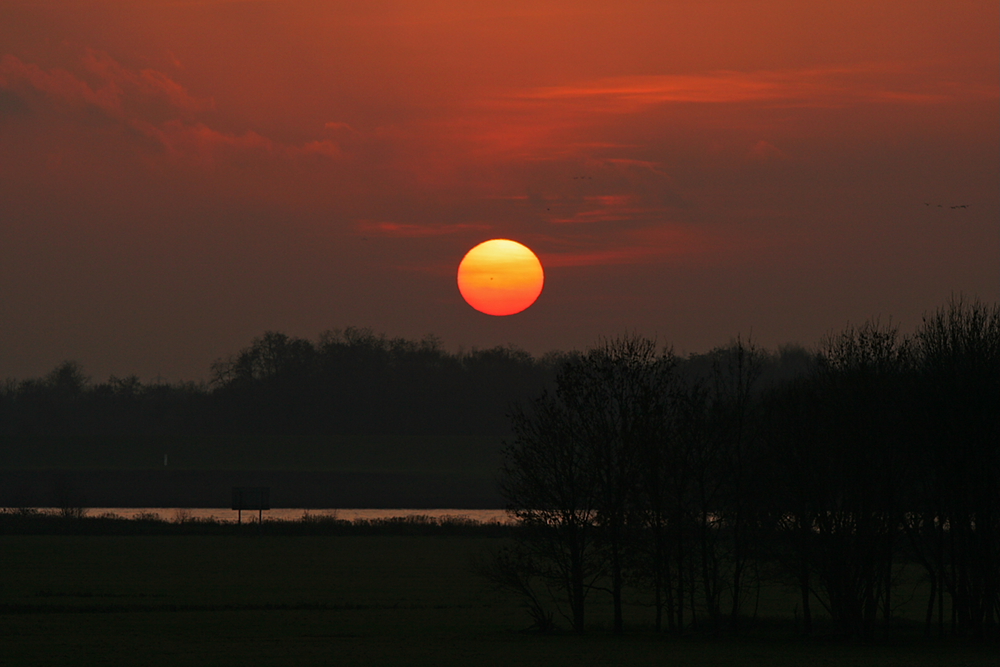 Abend in der Rheinaue