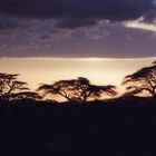 Abend in der Serengeti