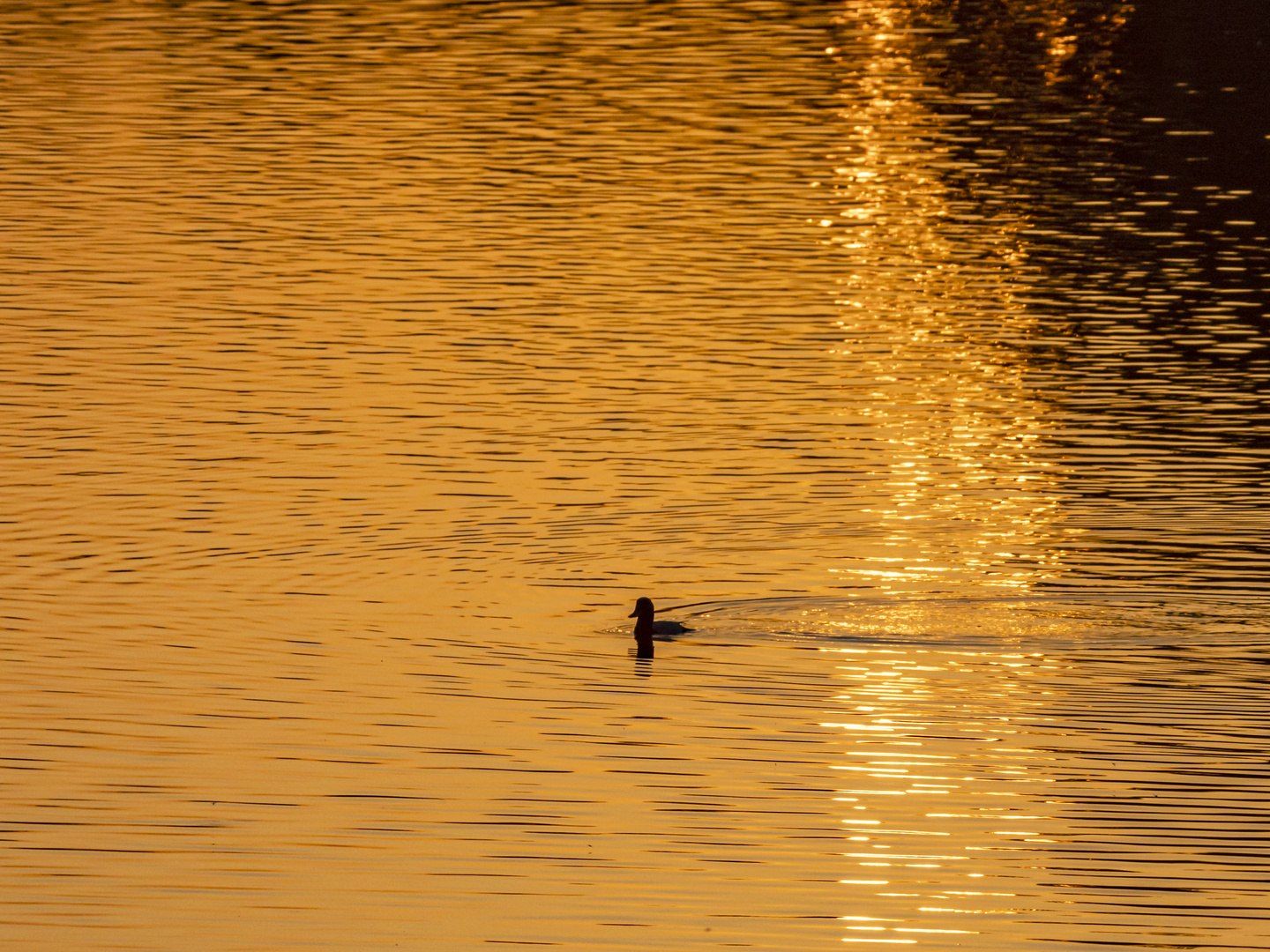 Abend in der Wagbach-Niederung (4)