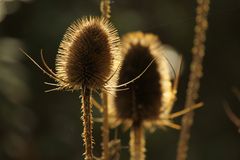 Abend in meinem Garten