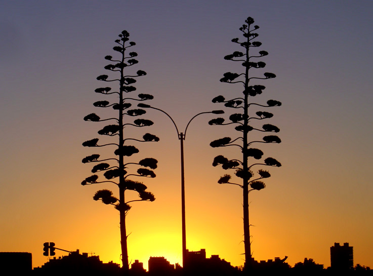 Abend in Montevideo