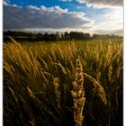 Abend in Rheinhessen...