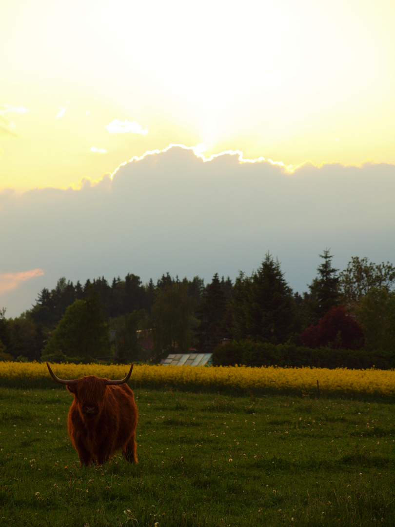 Abend in Thiergarten (Plauen)