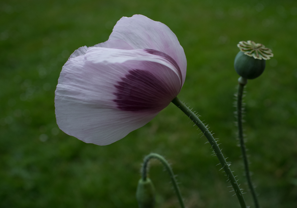 Abend : Mohn