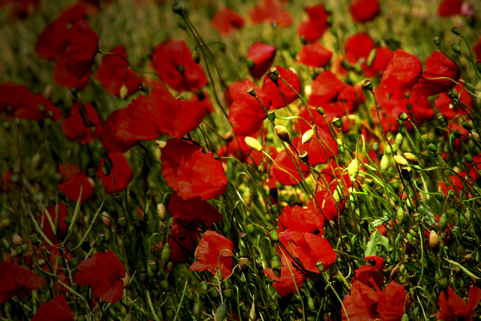 Abend Mohn...