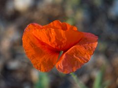 ... Abend-Mohn ...