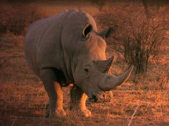 Abend-Rhino