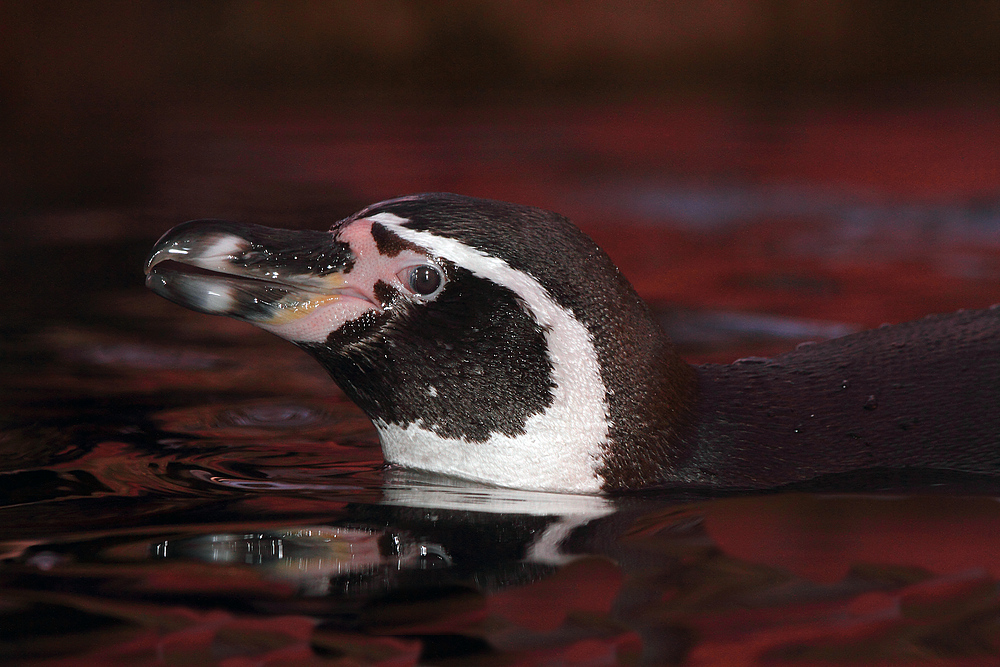 Abend Rotstimmung bei den Pinguinen