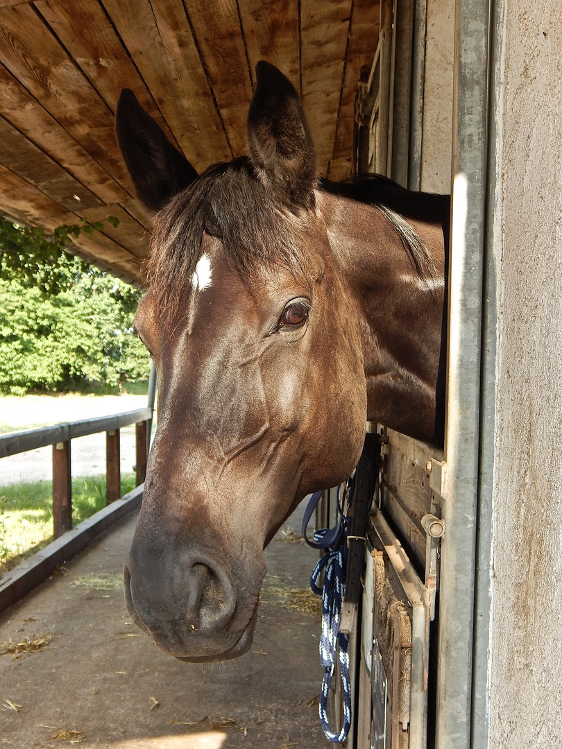 Abend s in der Box