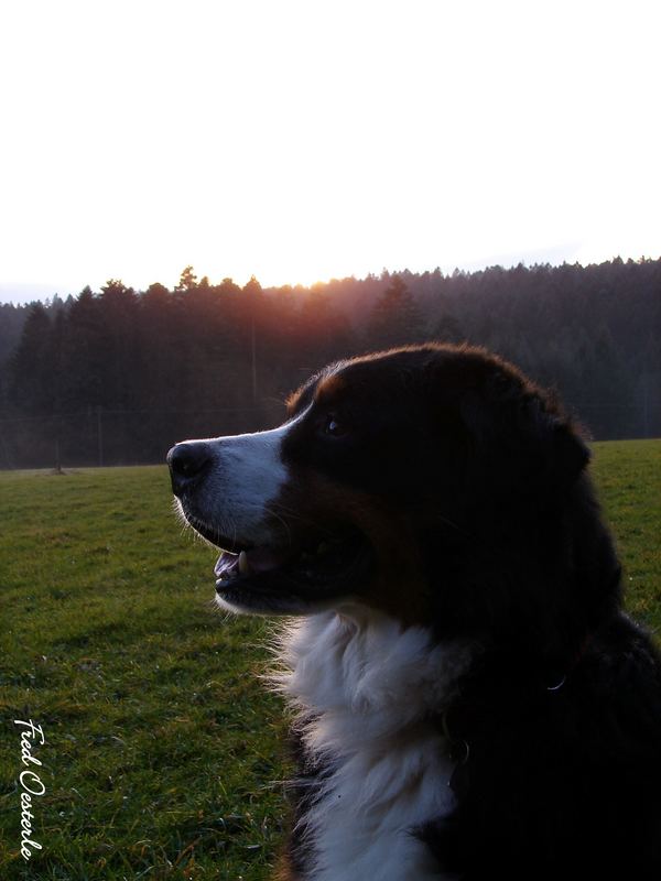 Abend Sonne...!!!