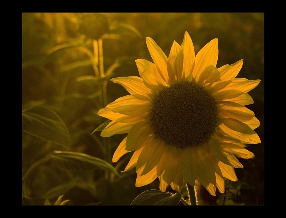 Abend-Sonnen-Blume...