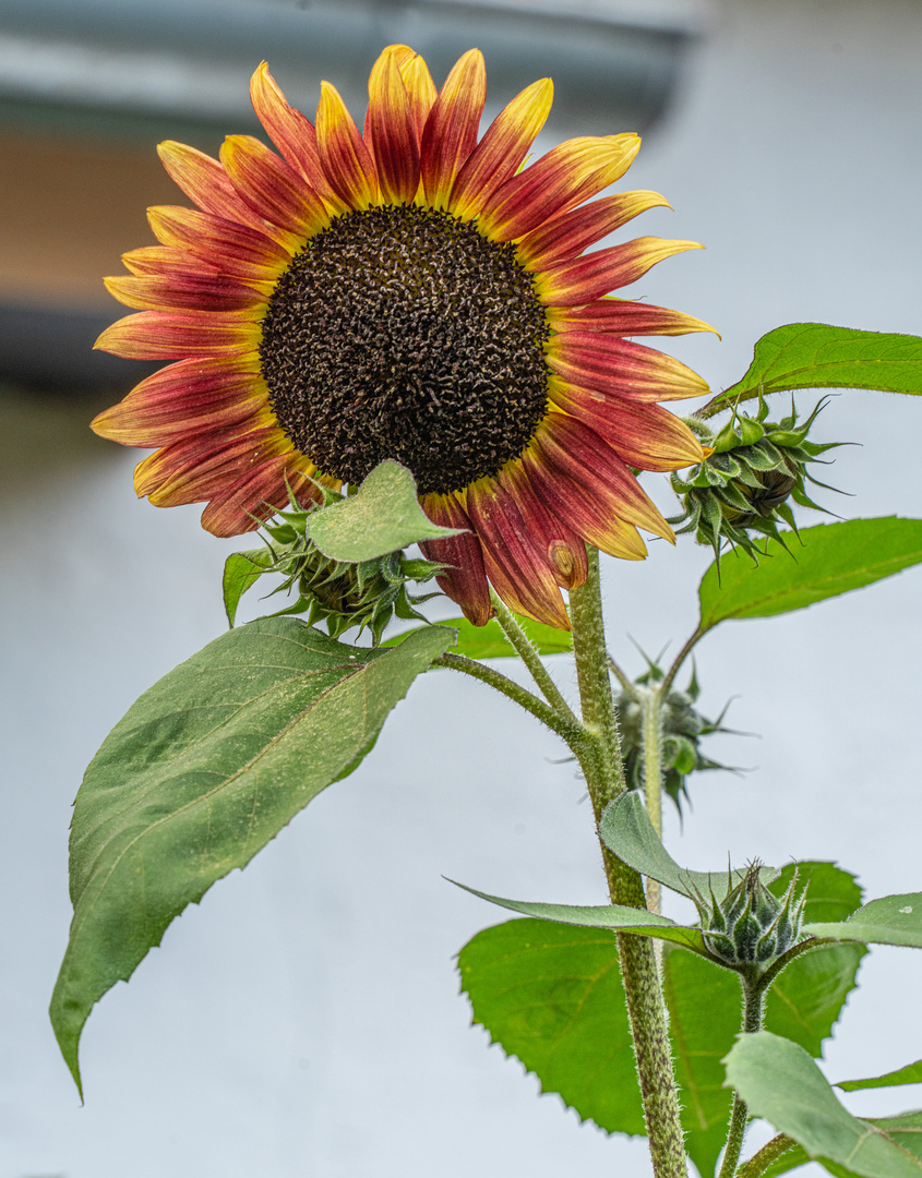 (Abend-) Sonnenblume