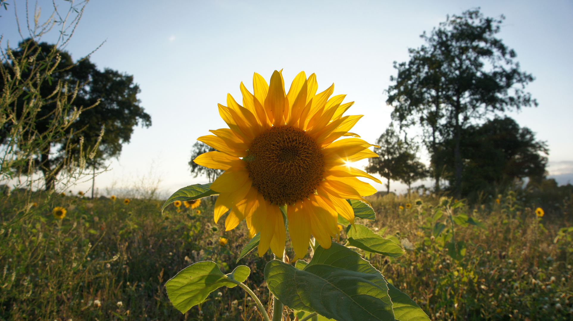(Abend-) Sonnenblume