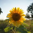 (Abend-) Sonnenblume