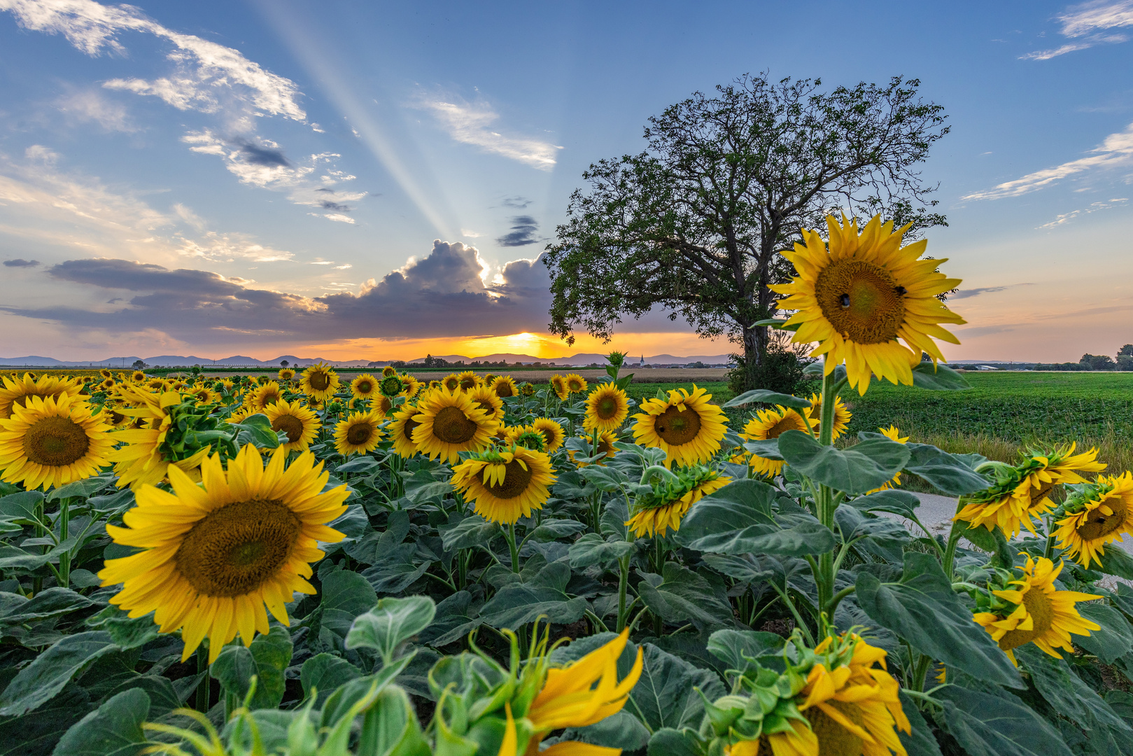 Abend-Sonnenblumen