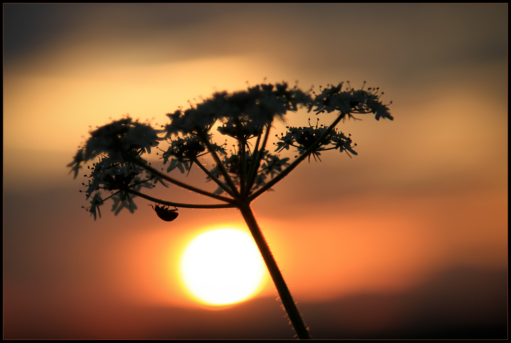 Abend - Spaziergang