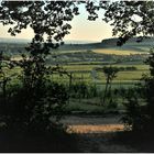 Abend Spaziergang durch die grüne Welt (I)