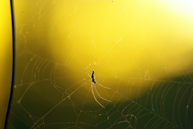 Abend-Spinne